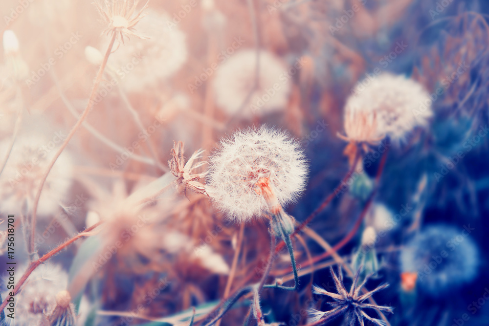 Dandelion flowers. Floral background. Dandelion flowers. Floral background.