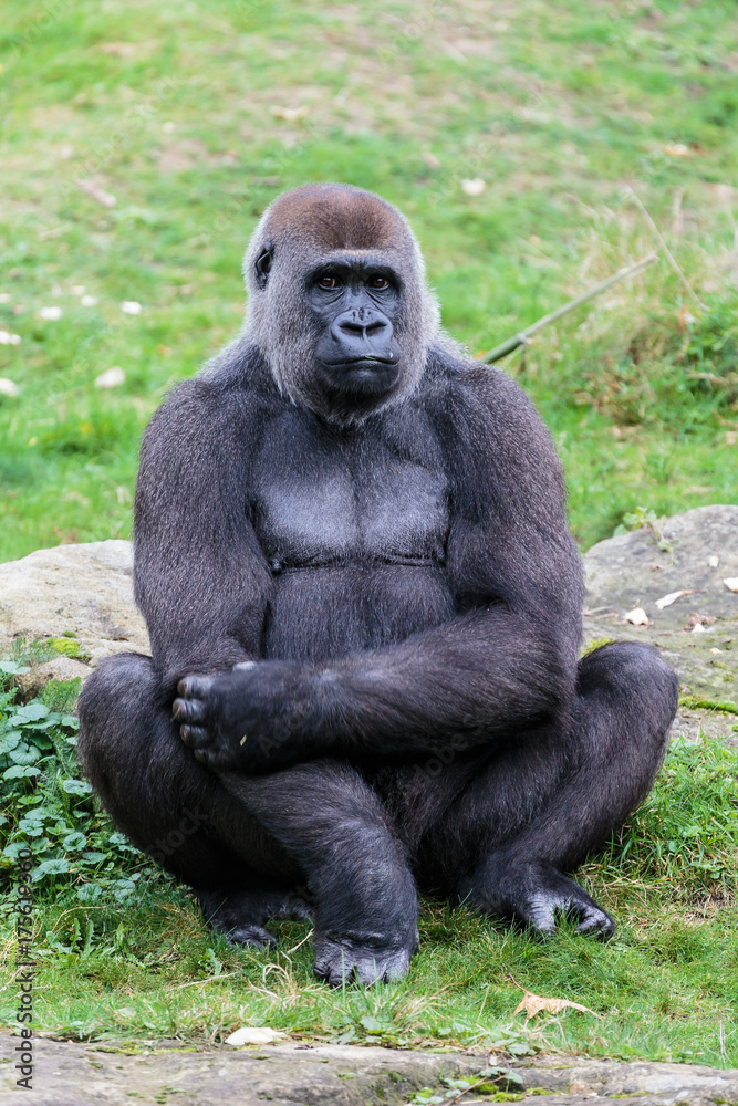 Laaglandgorilla, Gorilla gorilla gorilla Laaglandgorilla, Gorilla gorilla gorilla