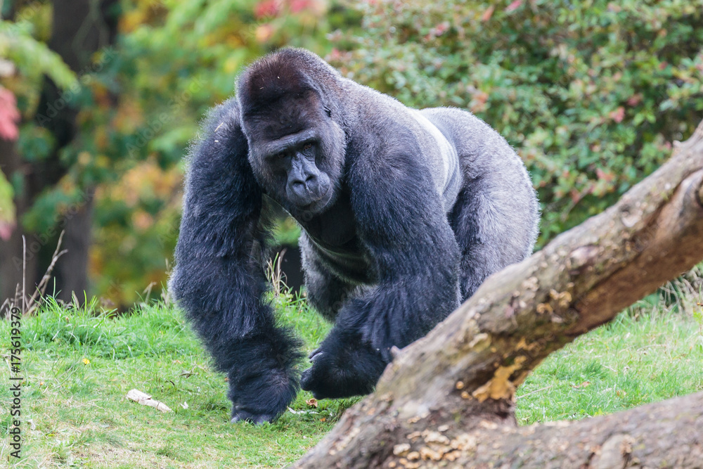 Laaglandgorilla, Gorilla gorilla gorilla Laaglandgorilla, Gorilla gorilla gorilla