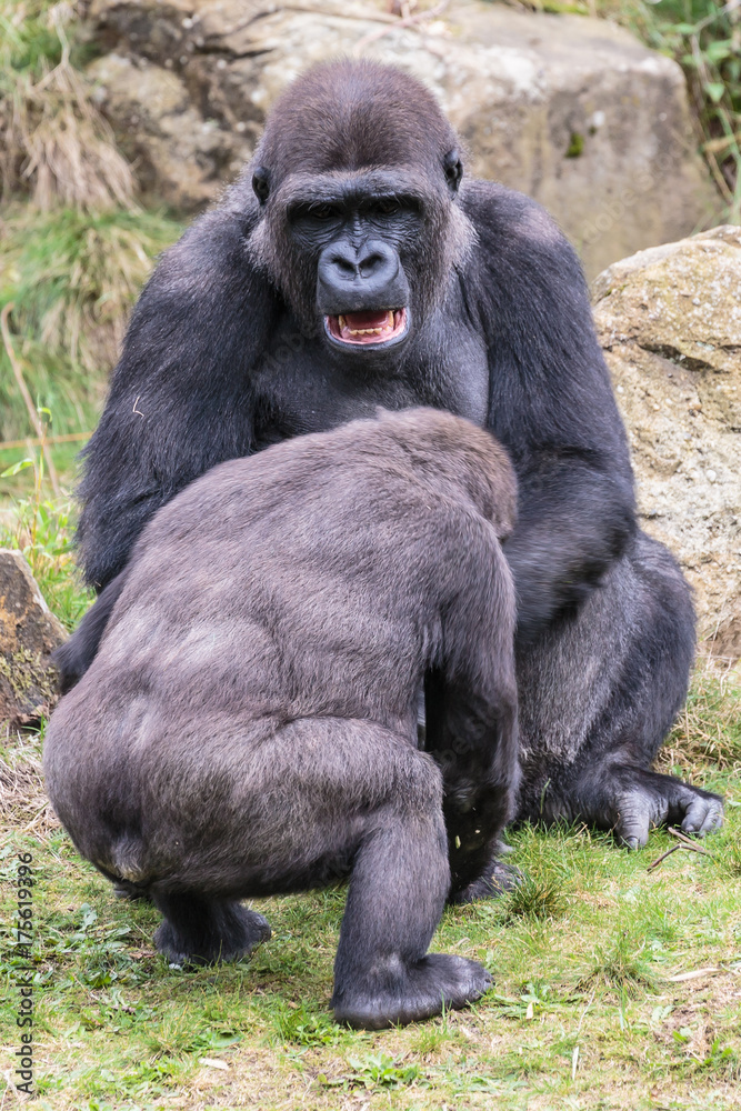 Laaglandgorilla, Gorilla gorilla gorilla Laaglandgorilla, Gorilla gorilla gorilla
