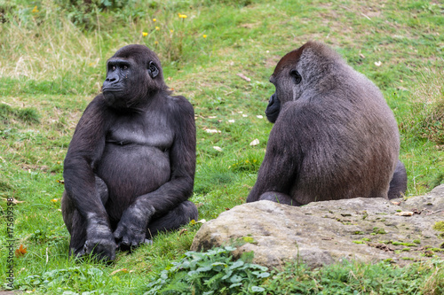 Laaglandgorilla, Gorilla gorilla gorilla