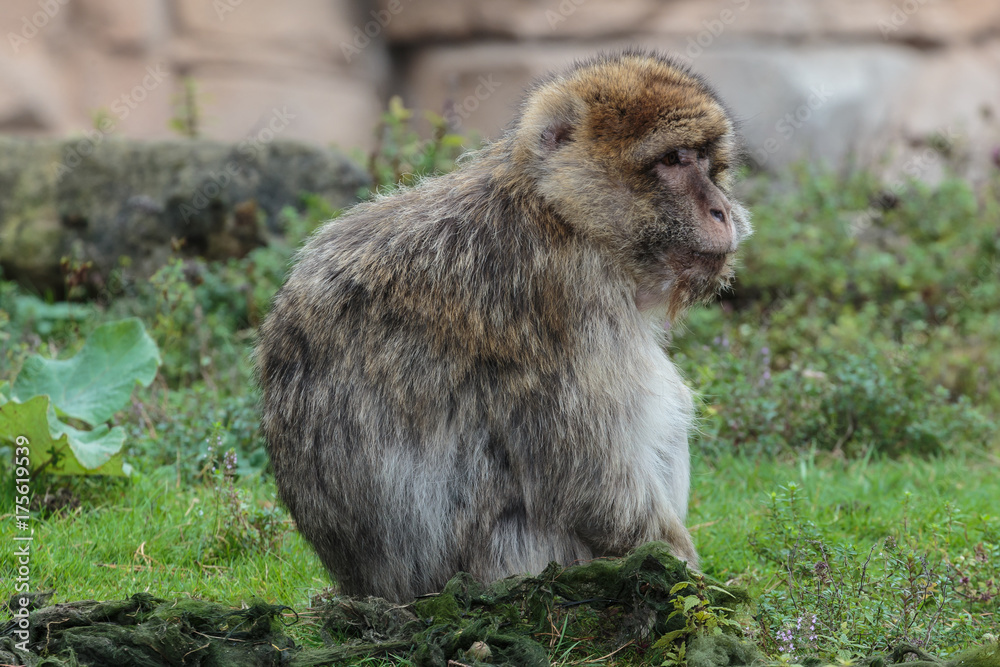 Berberaap.(Macaca sylvanus)