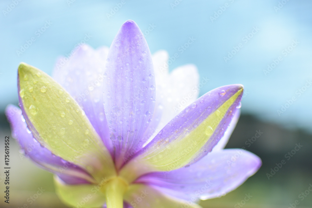 Fototapeta premium 雨の日の紫色の睡蓮の花