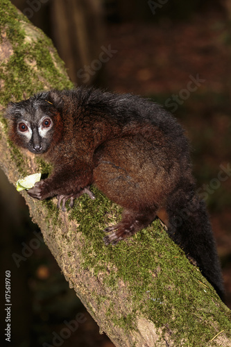 Roodbuikmaki.(Eulemur rubriventer)