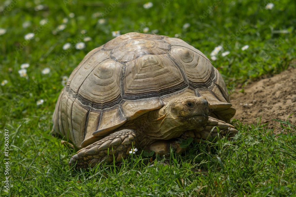 photo of an African Spur-thighed Tortoise walk in the sunshine photo of an African Spur-thighed Tortoise walk in the sunshine
