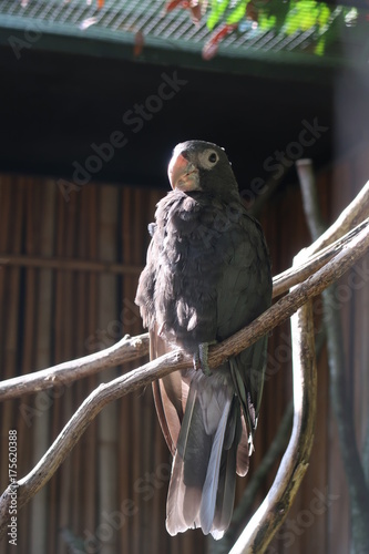 Greater vasa parrot photo