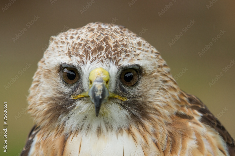 photo portrait of a Saker Falcon photo portrait of a Saker Falcon