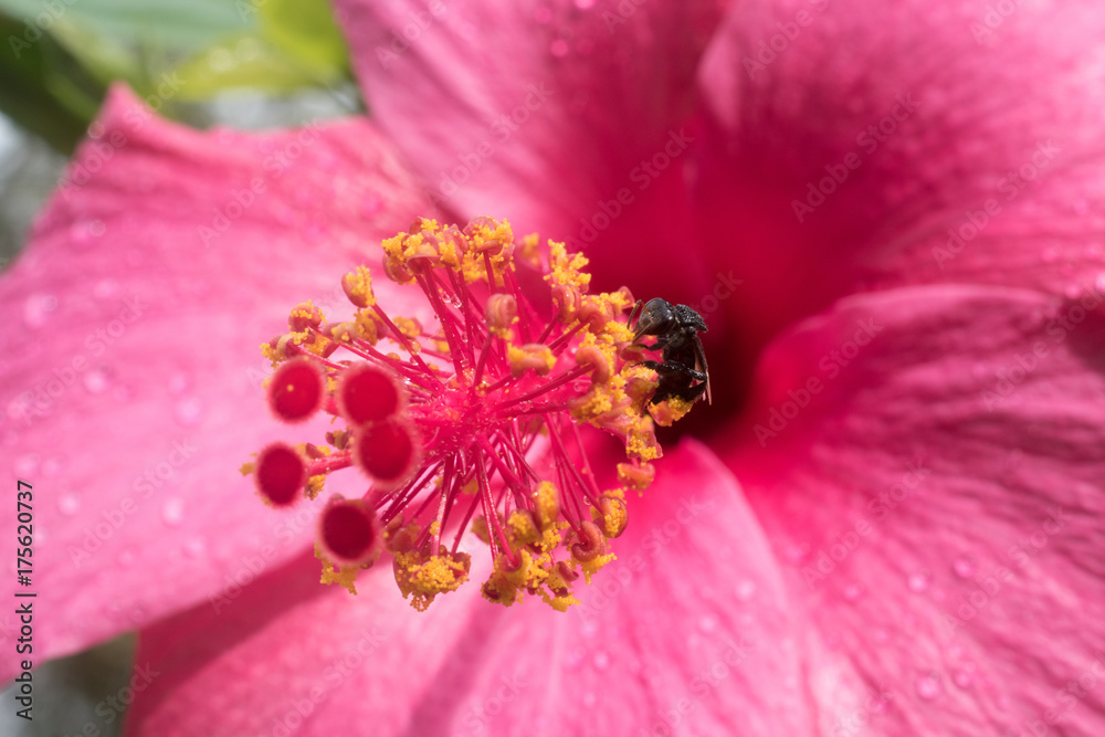 Bee on pink stigma pink hibiscus Bee on pink stigma pink hibiscus