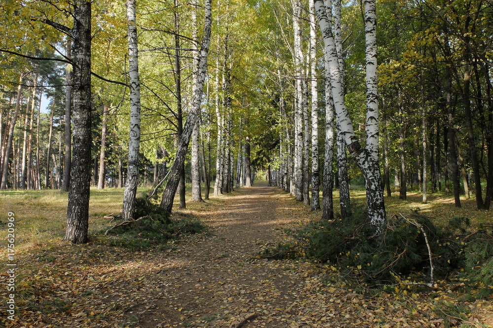 Fototapeta premium Осенний лес