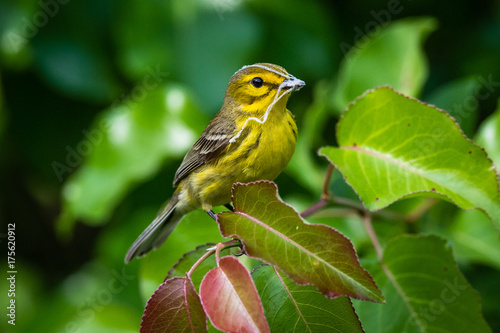 Prairie Warbler