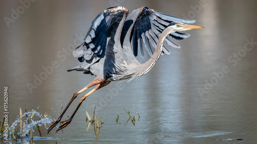 Great Blue Heron Takeoff