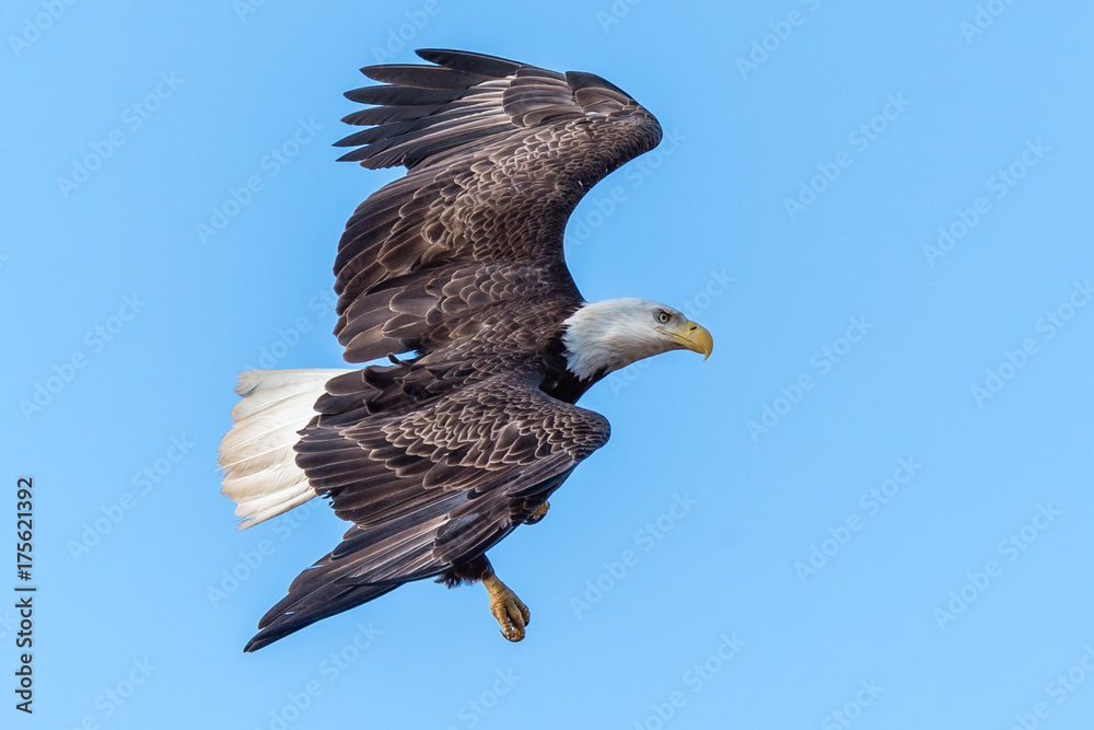 Obraz premium Bald Eagle