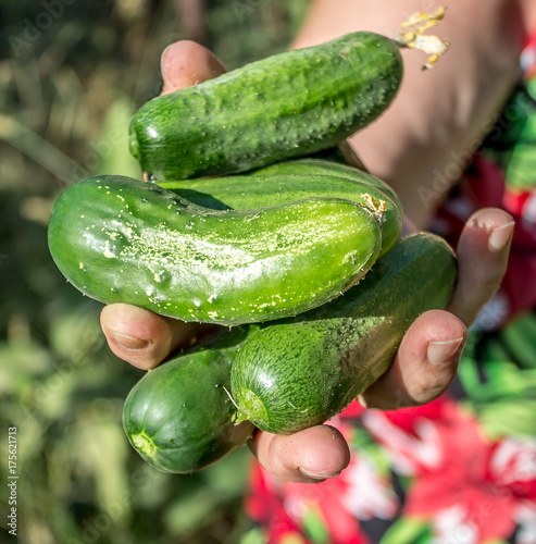 Harvest of cucumbers in the hand