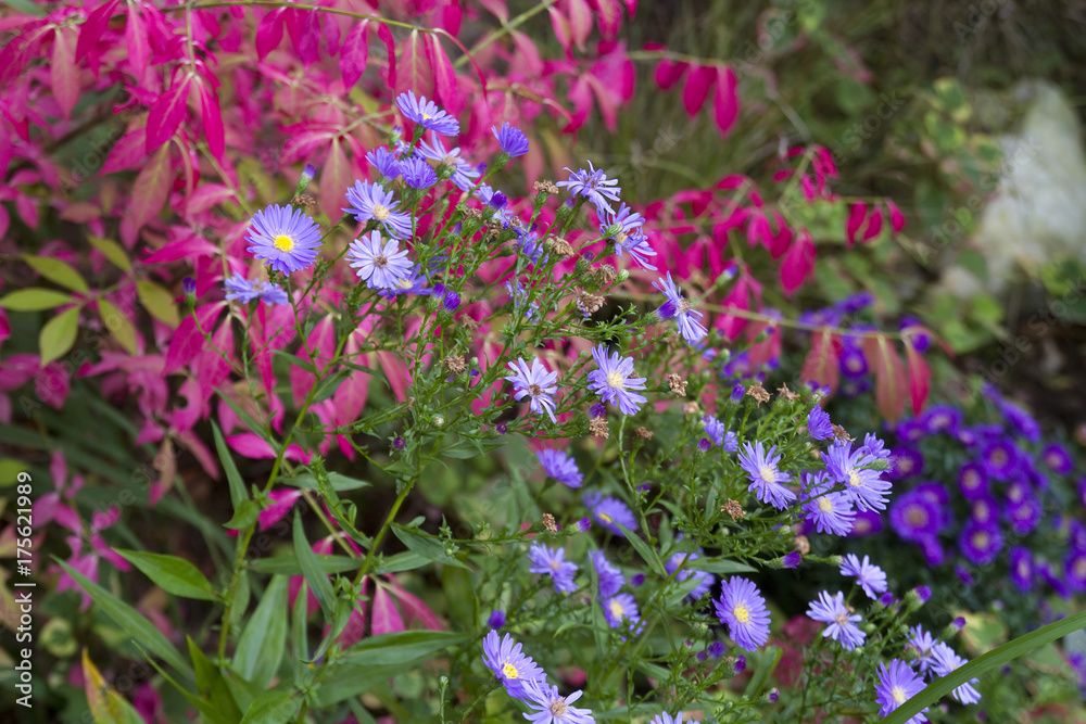 Obraz premium Leuchtende Farben im Herbstgarten