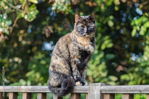 Tortoiseshell cat looks unimpressed at the viewer