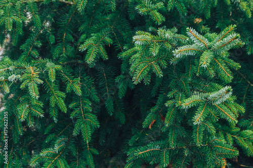 pine branches background