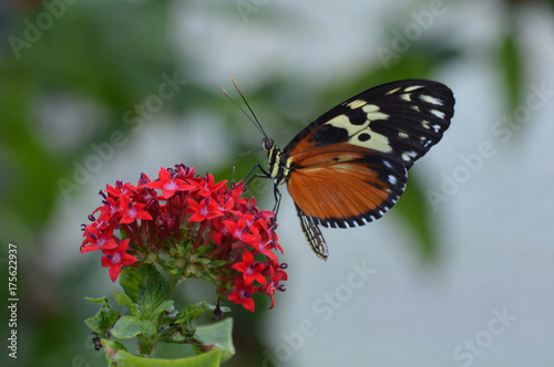 Butterfly in the garden © Kari