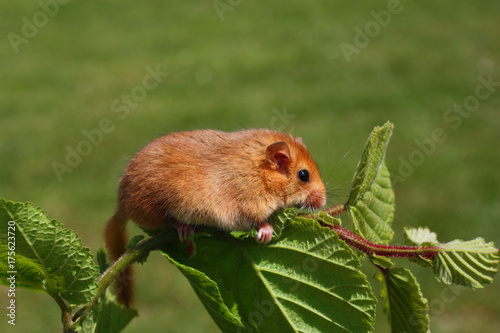 Dormouse Muscardinus avellanarius