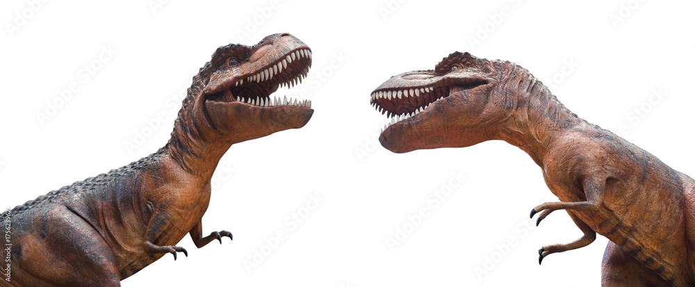 Fototapeta premium Tyrannosaurus rex walczą. Na białym tle