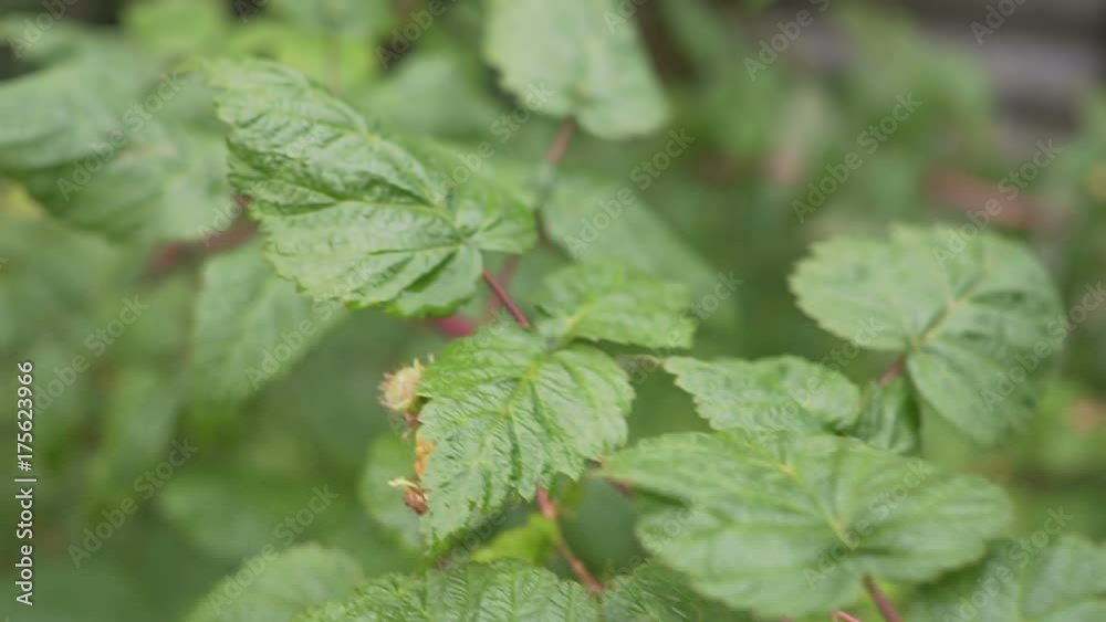 Ripe raspberry bush gimbal Ripe raspberry bush gimbal