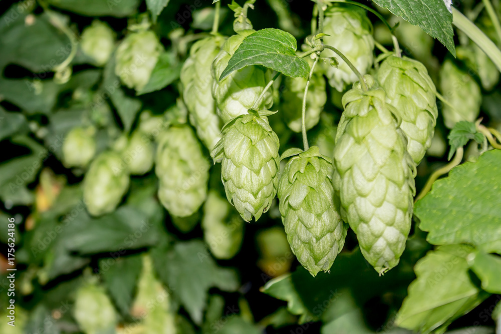 Hop cones in natur Hop cones in natur