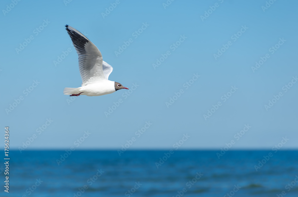 Möwe fliegend vor Horizont