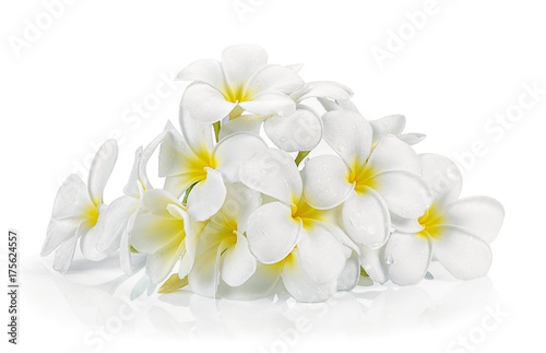 frangipani flower isolated white background © sommai
