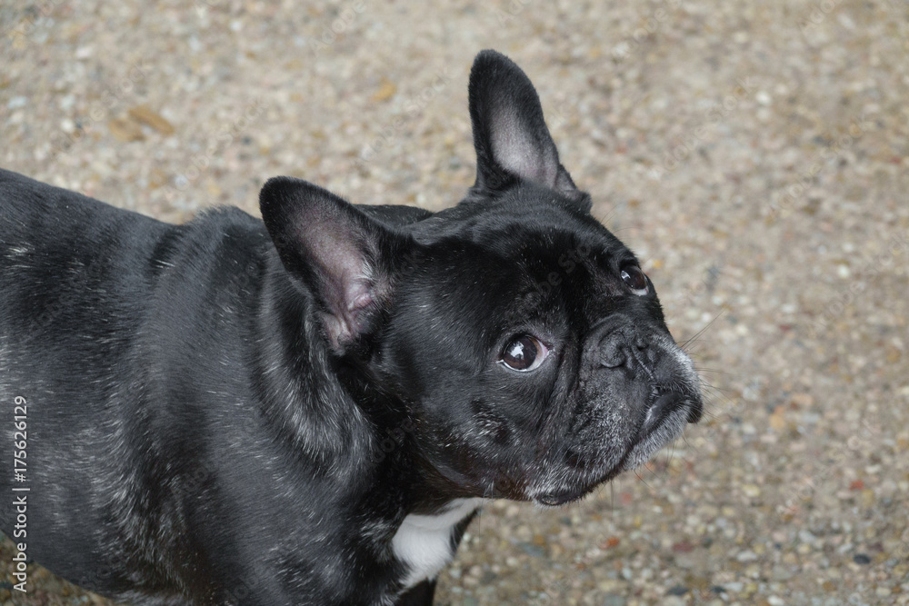 Curious Frenchie