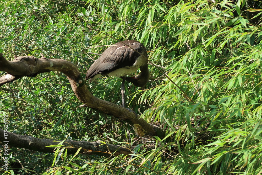 Straw-necked ibis
