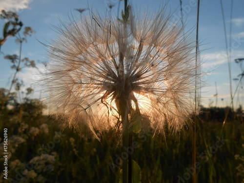 summer dandelion 2