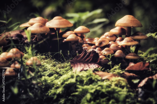 Group of mushrooms in the autumn forest