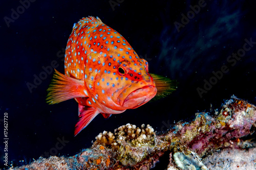 colorful grouper isolated on black photo