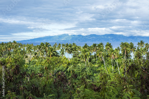 forêt de palmiers en polynésie