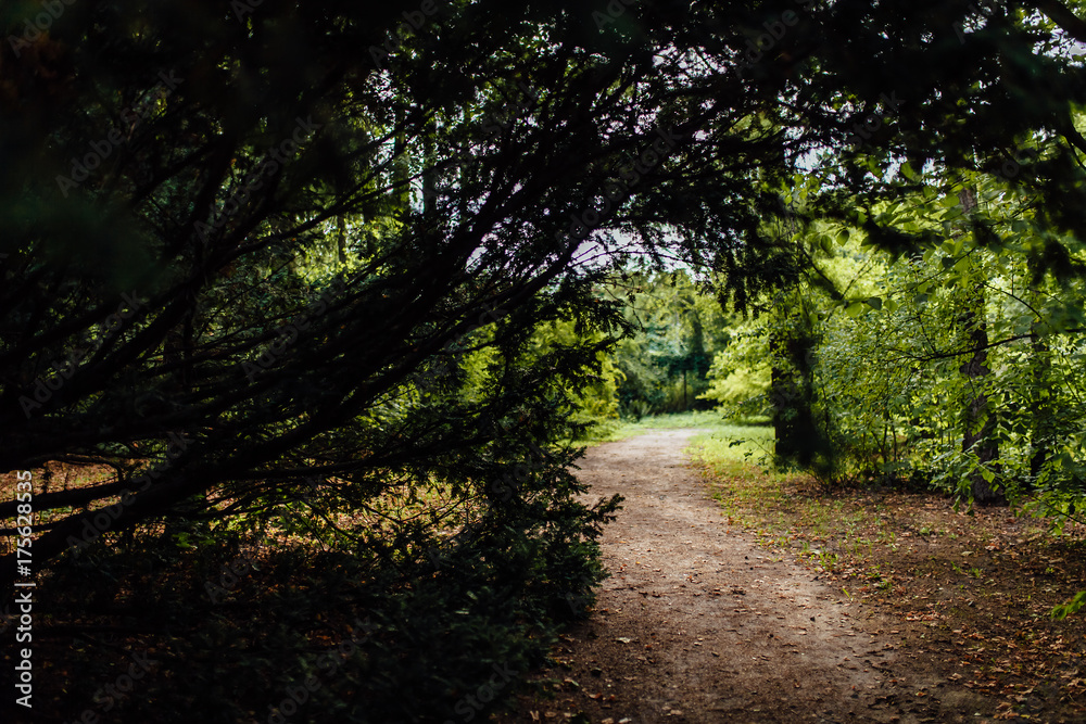 Fototapeta premium nature landscape