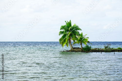 atoll au milieu d un lagon avec palmier 