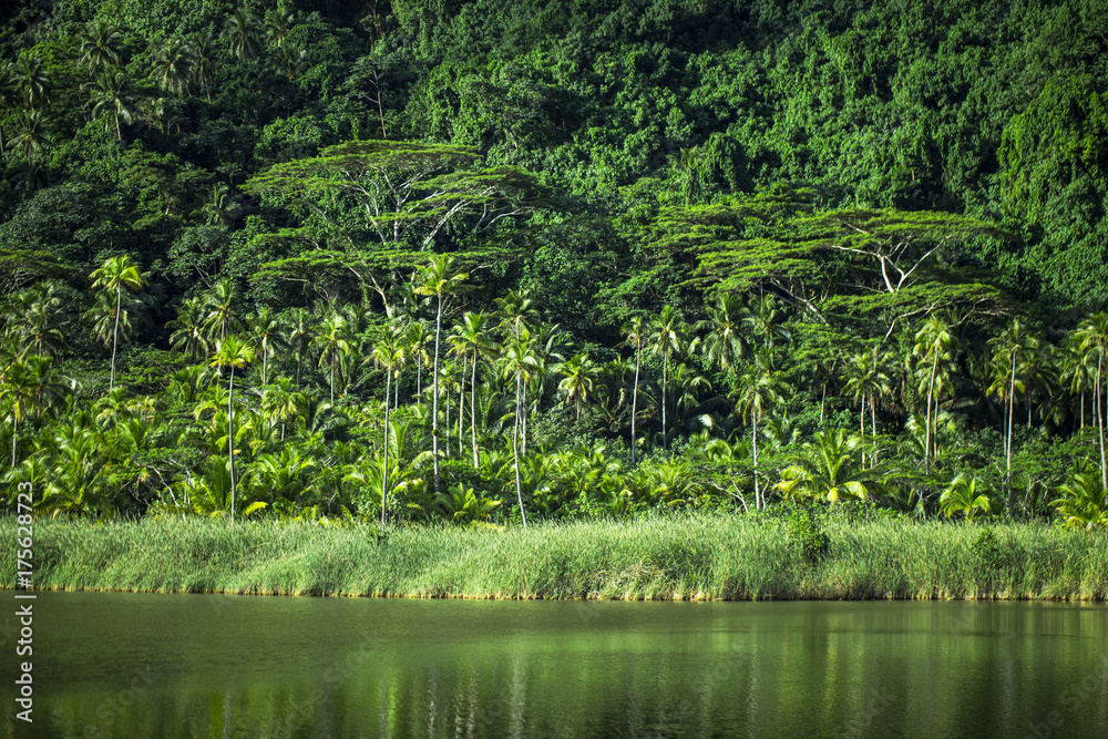 forêt tropicale a Tahiti, Polynésie forêt tropicale a Tahiti, Polynésie