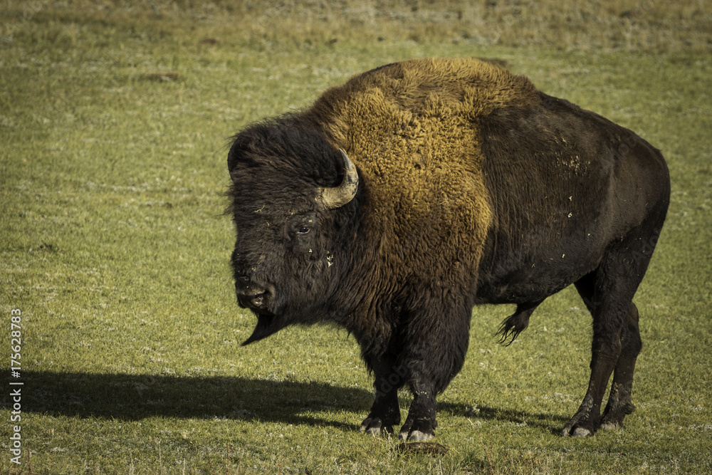 Colorado Bison Colorado Bison