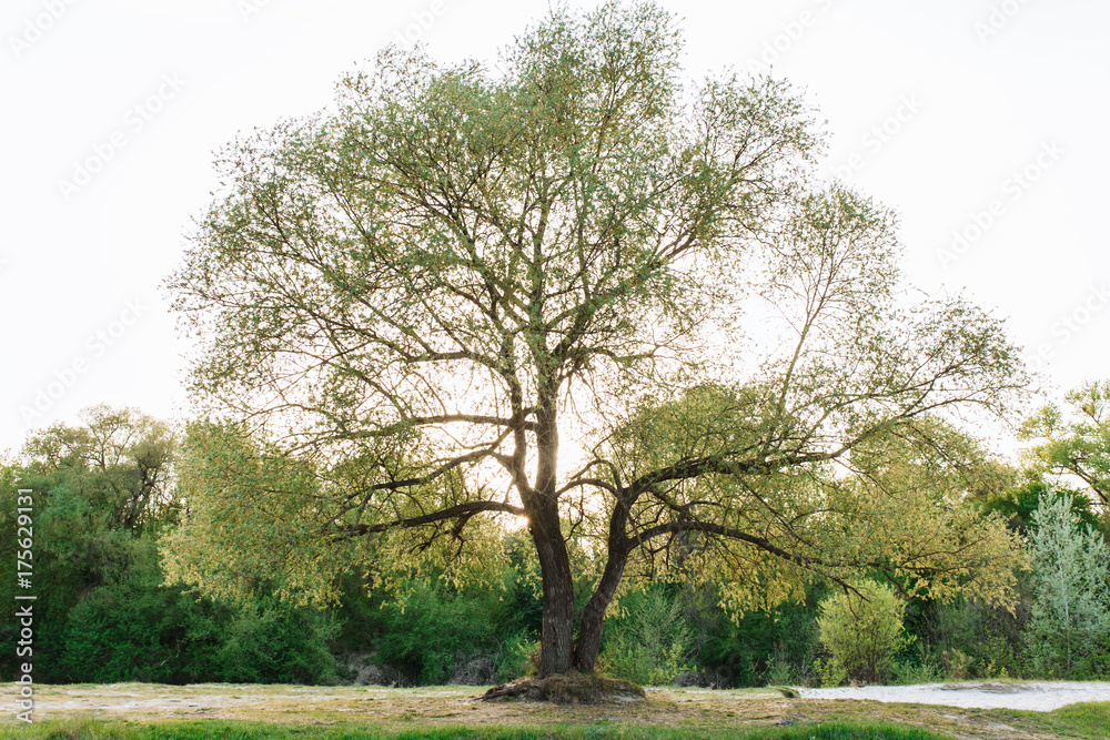 Obraz premium nature landscape