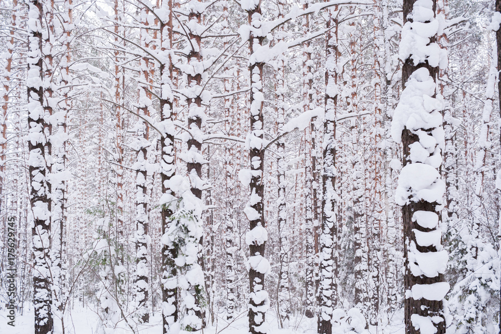 Obraz premium Winter forest. Many snow-covered pine trees in cloudy winter day.