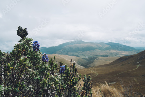 Beautiful Landscape with Wildflowers and Rolling Hills photo