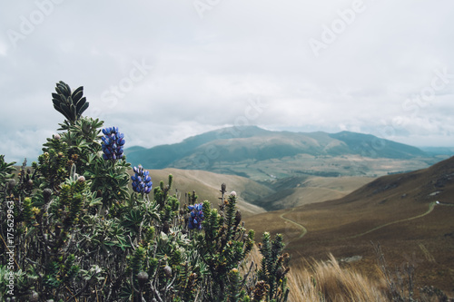Beautiful Landscape with Wildflowers and Rolling Hills