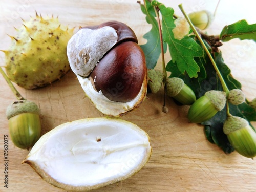 Herbstdeko Kastanie und Eicheln