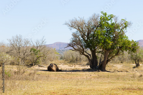 White rhinoceros sleeping under a tree, South Africa