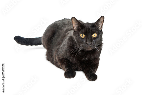 Black cat lying down on White - Isolated