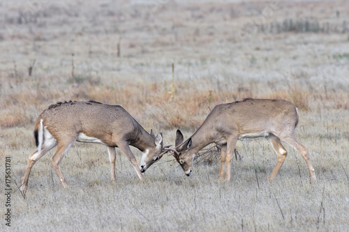 Two young white-tailed bucks testing their antlers.