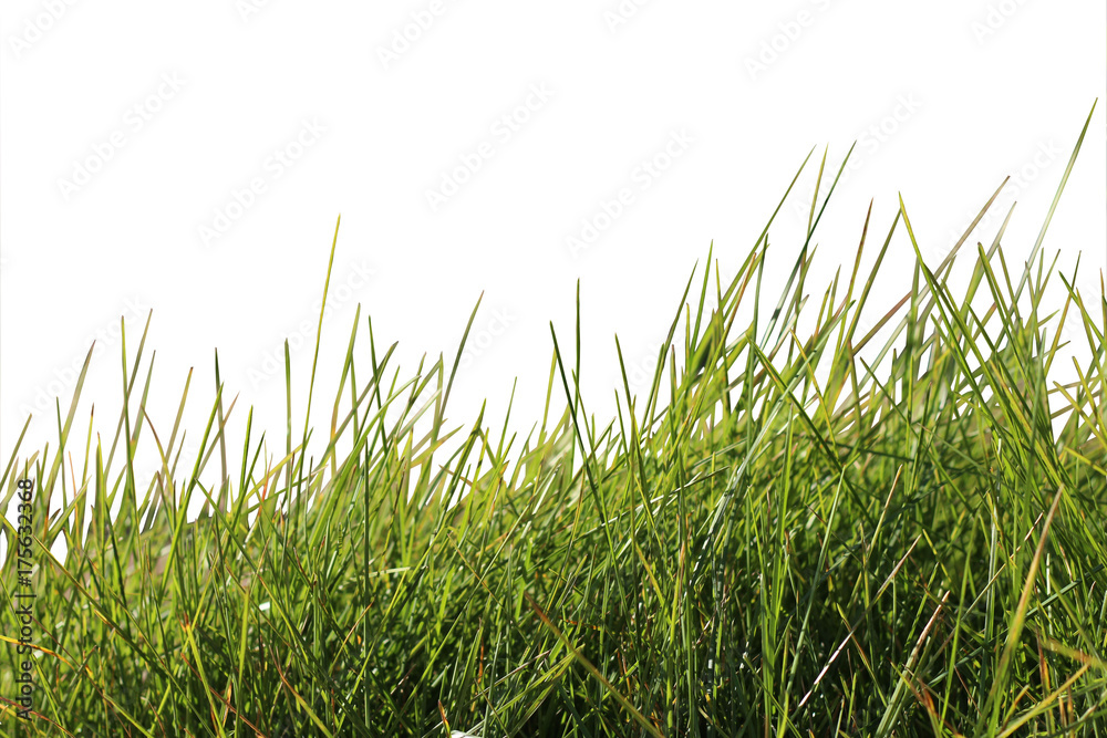 grass on white background