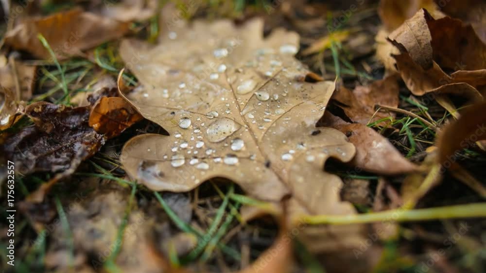 Autumn leaves of oak, closeup with shallow depth of field. Focus transition Autumn leaves of oak, closeup with shallow depth of field. Focus transition