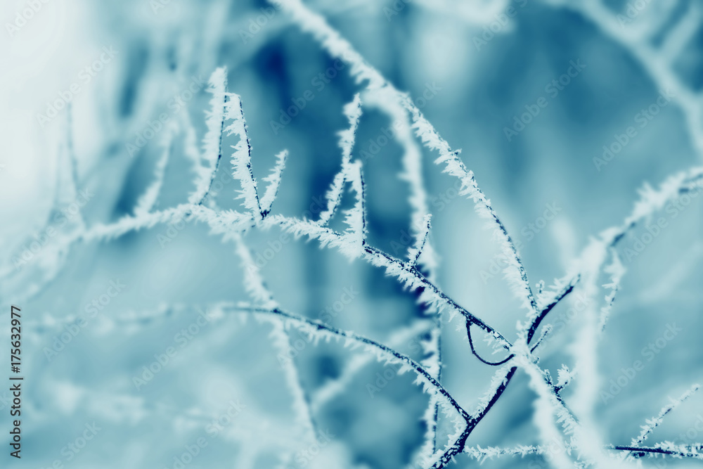 Nature winter background. Frost on plants Nature winter background. Frost on plants