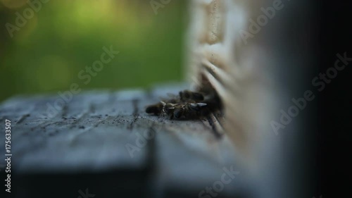 Two shots of honey bees going in and out of hive, sunny weather, close up