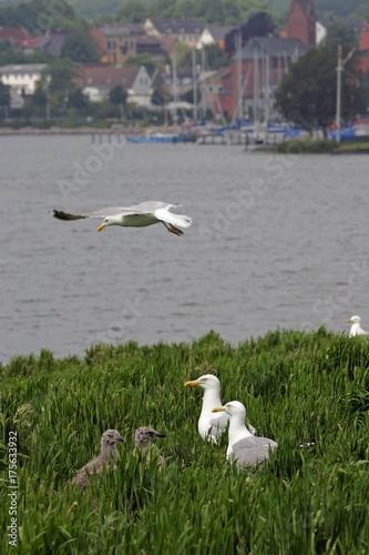 Couple of herring gulls with chicks in the breeding area (Larus argentatus)